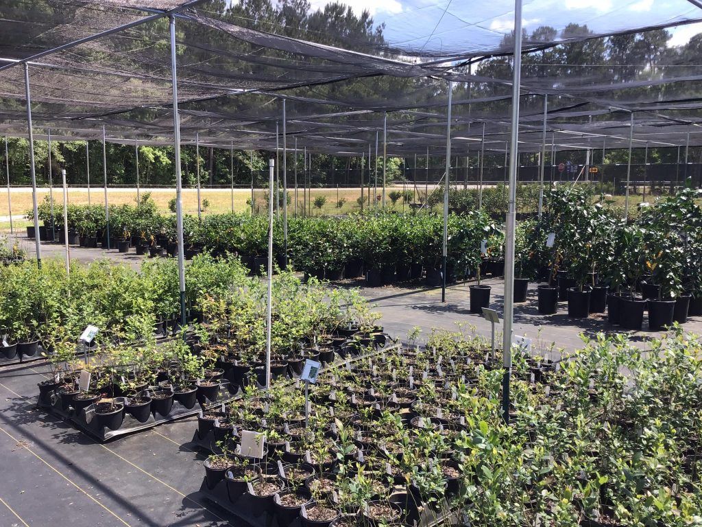 Blackcreek Nursery & Garden outdoor photo