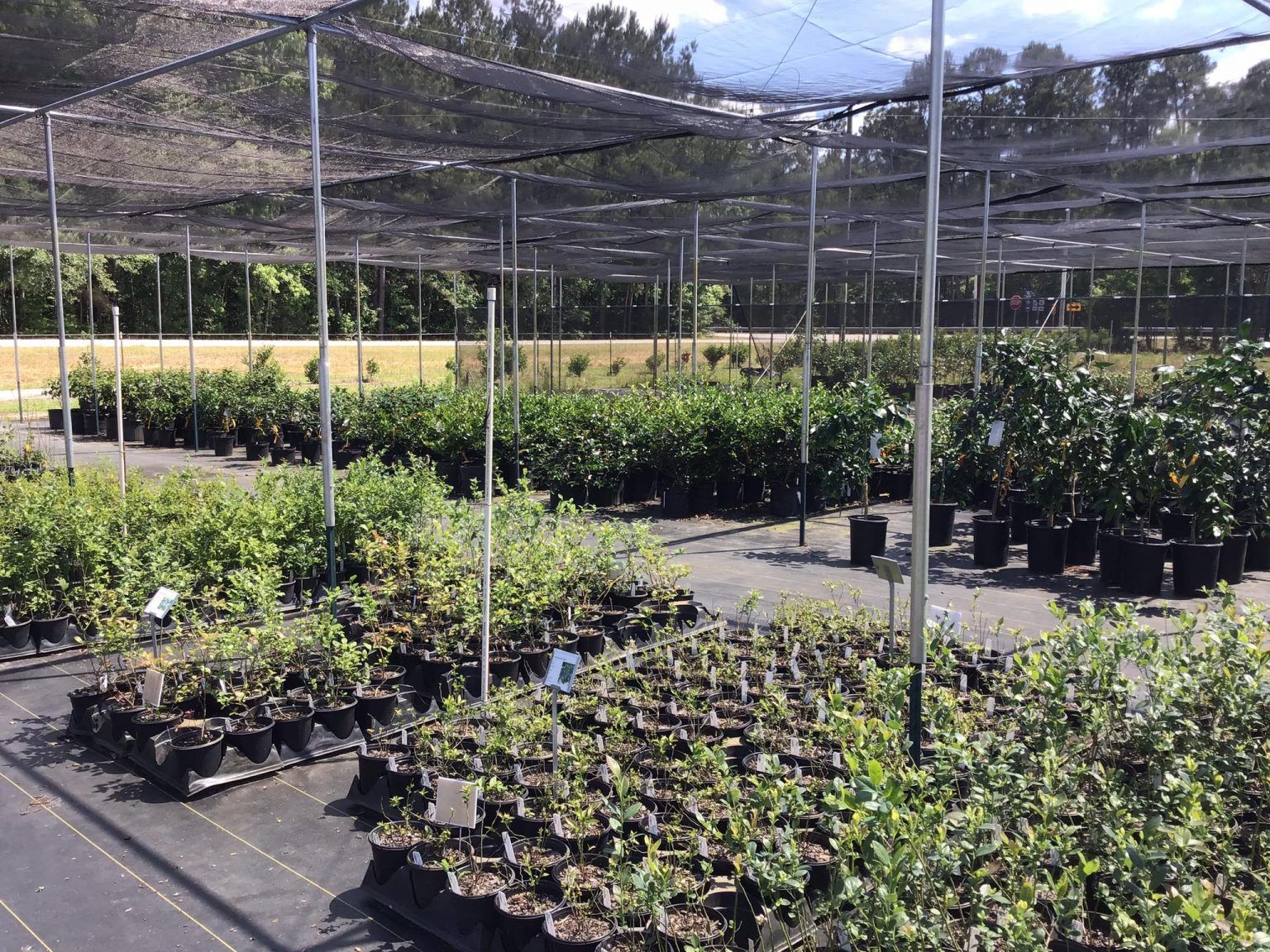 Business Spotlight Blackcreek Nursery & Garden • The Virtue