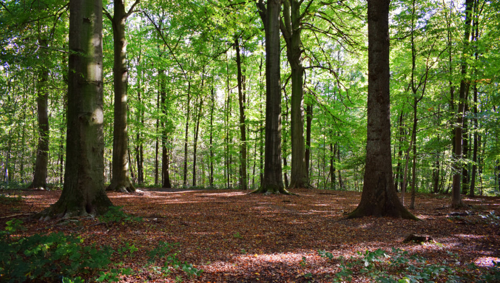 Forets Innodation Georgia committees to explore forest innovation, farmland preservation ...
