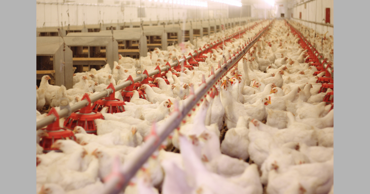 Avian Flu Confirmed in Commercial Poultry Flock in Georgia